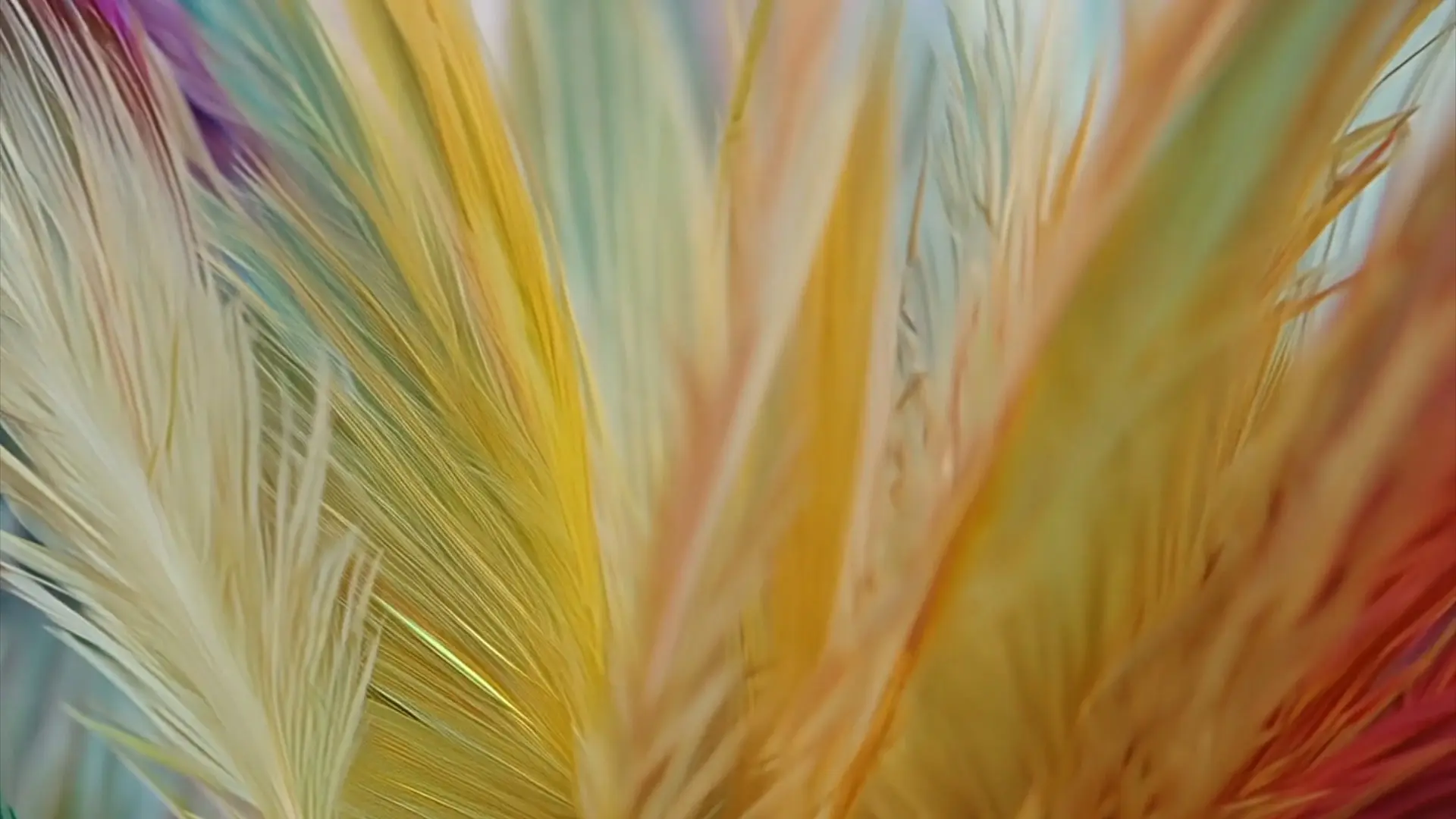 Vibrant Bird Feather Array Stock Video Background